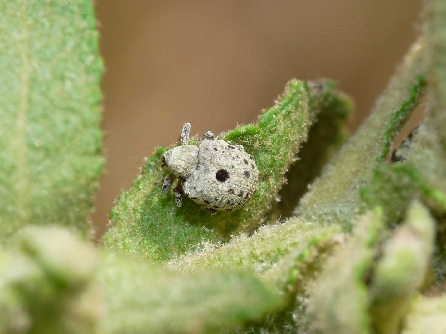 Cionus cfr longicollis